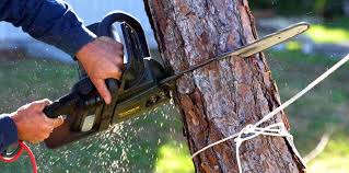 How Our Tree Care Process Works  in  Springs, NY