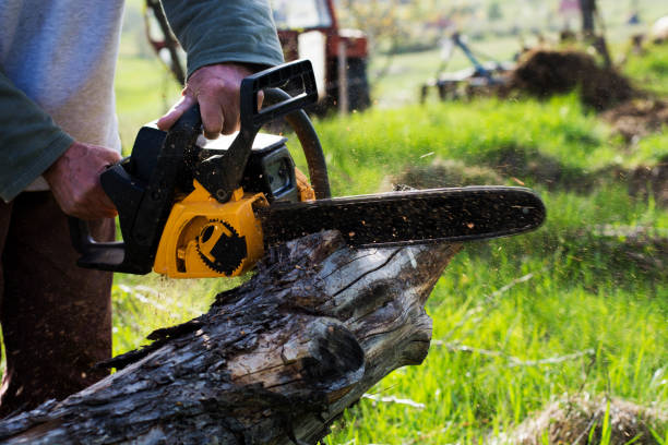 Reliable Springs, NY Tree Care Solutions